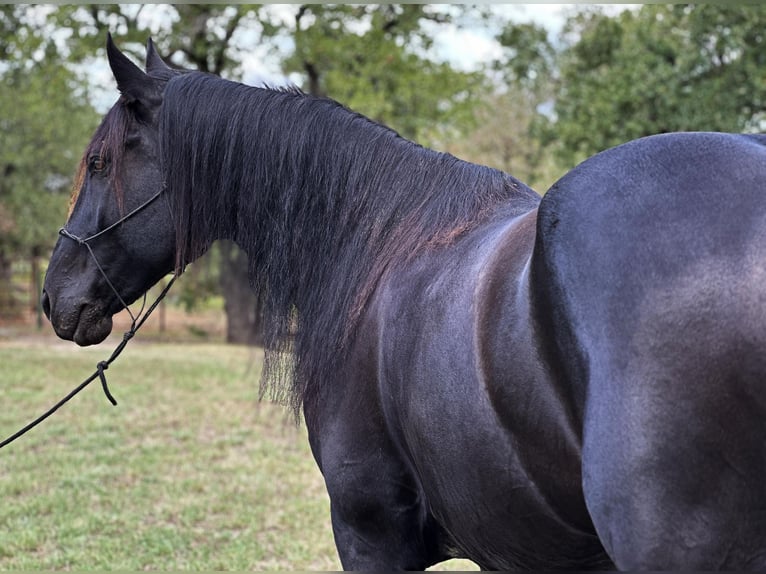 Arbeitspferd Wallach 9 Jahre 163 cm Rappe in Byers TX