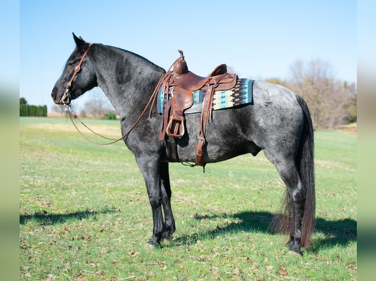 Arbeitspferd Mix Wallach 9 Jahre 163 cm Roan-Blue in Henderson, KY