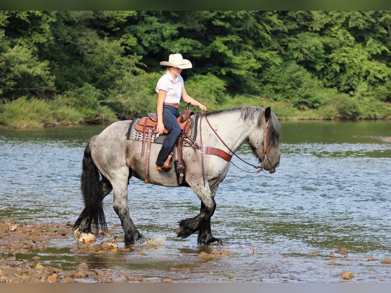 Arbeitspferd Mix Wallach 9 Jahre 163 cm Roan-Blue in Clarion