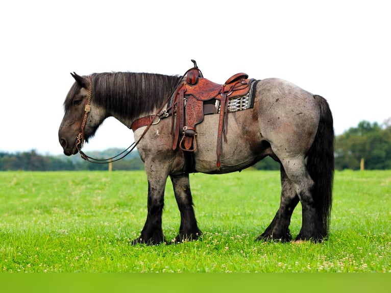 Arbeitspferd Mix Wallach 9 Jahre 163 cm Roan-Blue in Clarion
