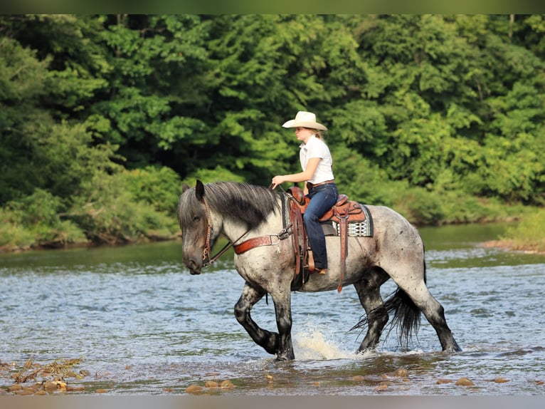Arbeitspferd Mix Wallach 9 Jahre 163 cm Roan-Blue in Clarion