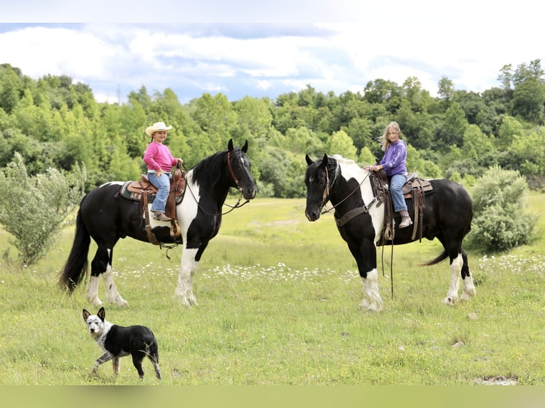 Arbeitspferd Mix Wallach 9 Jahre 163 cm Schecke in Crab Orchard