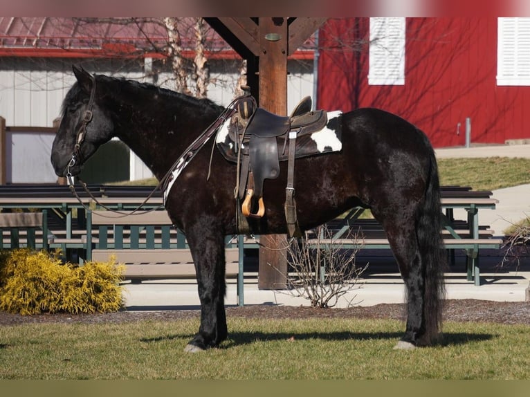 Arbeitspferd Mix Wallach 9 Jahre 173 cm Rappe in Fresno, OH