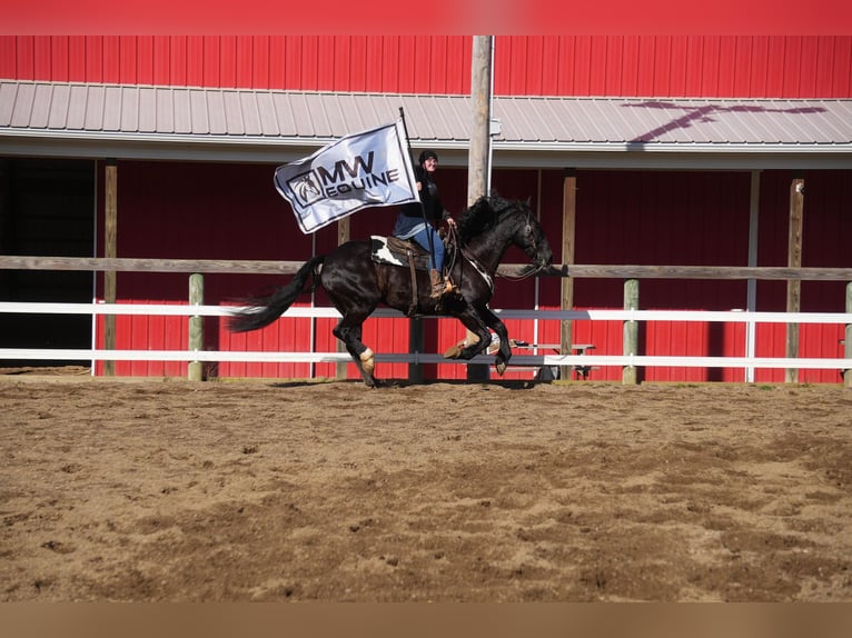 Arbeitspferd Mix Wallach 9 Jahre 173 cm Rappe in Fresno, OH
