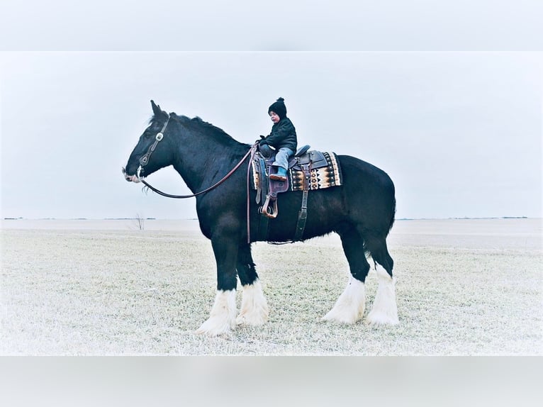 Arbeitspferd Wallach 9 Jahre 173 cm Rappe in Fairbanks IA