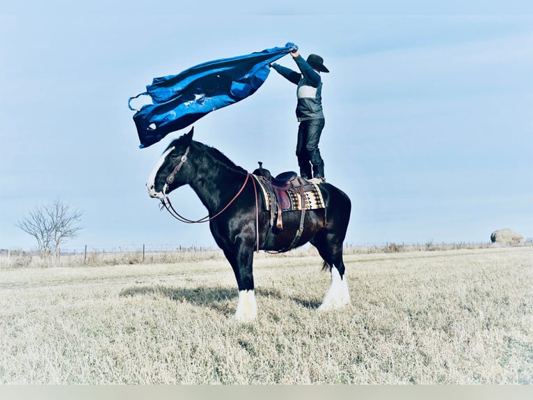 Arbeitspferd Wallach 9 Jahre 173 cm Rappe in Fairbanks IA