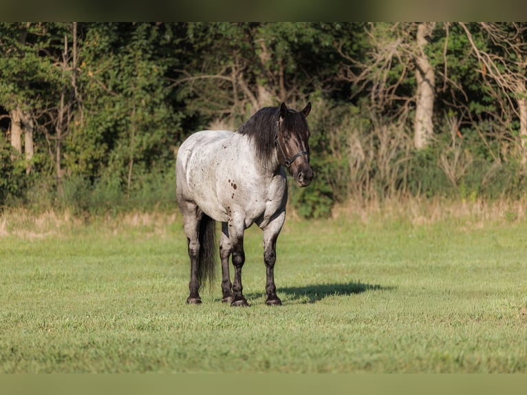 Arbeitspferd Mix Wallach 9 Jahre 173 cm Roan-Blue in Marshalltown