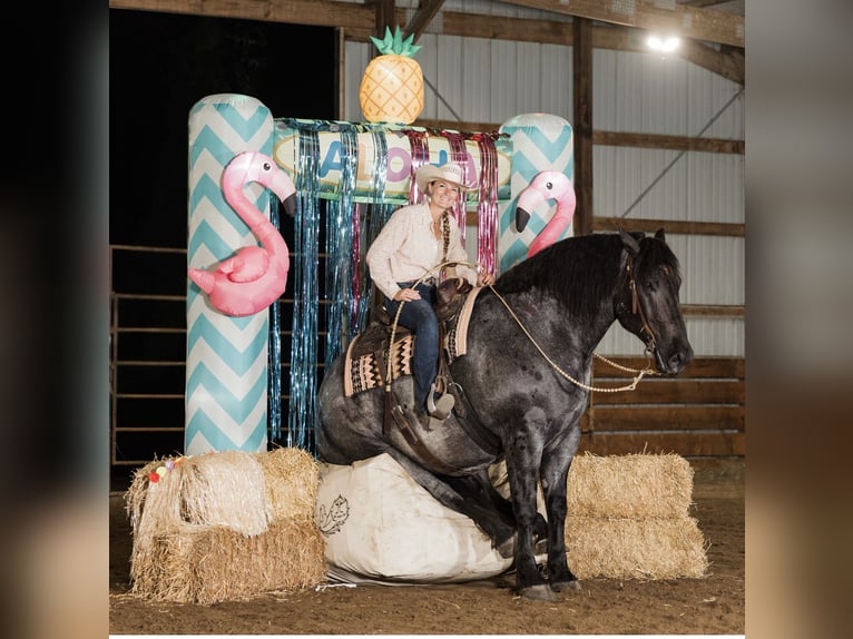 Arbeitspferd Mix Wallach 9 Jahre 173 cm Roan-Blue in Marshalltown