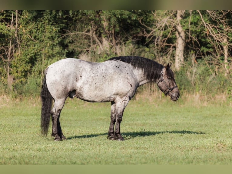 Arbeitspferd Mix Wallach 9 Jahre 173 cm Roan-Blue in Marshalltown