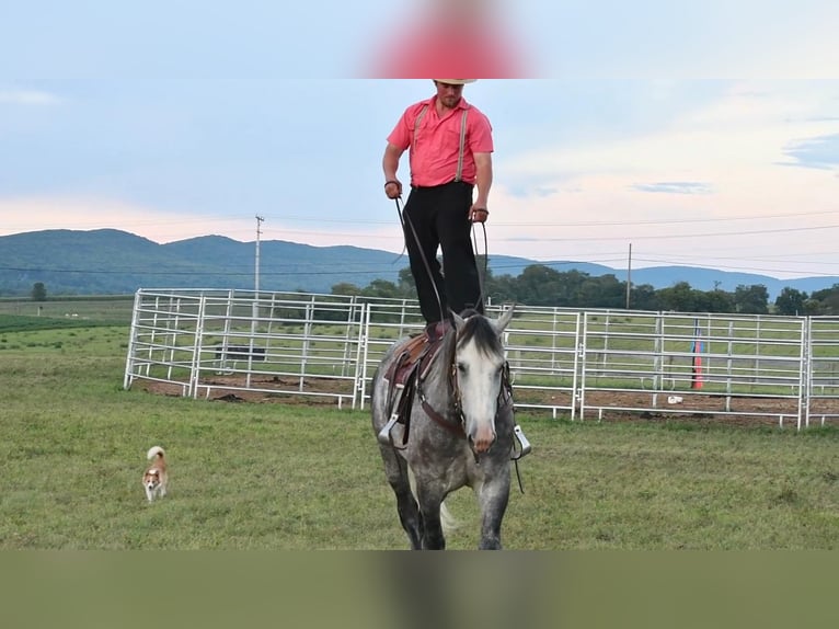 Arbeitspferd Mix Wallach 9 Jahre 173 cm Schimmel in Howard, PA