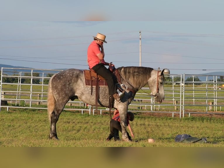 Arbeitspferd Mix Wallach 9 Jahre 173 cm Schimmel in Howard, PA