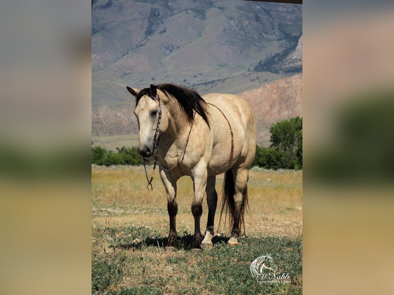 Arbeitspferd Mix Wallach 9 Jahre Buckskin in Cody