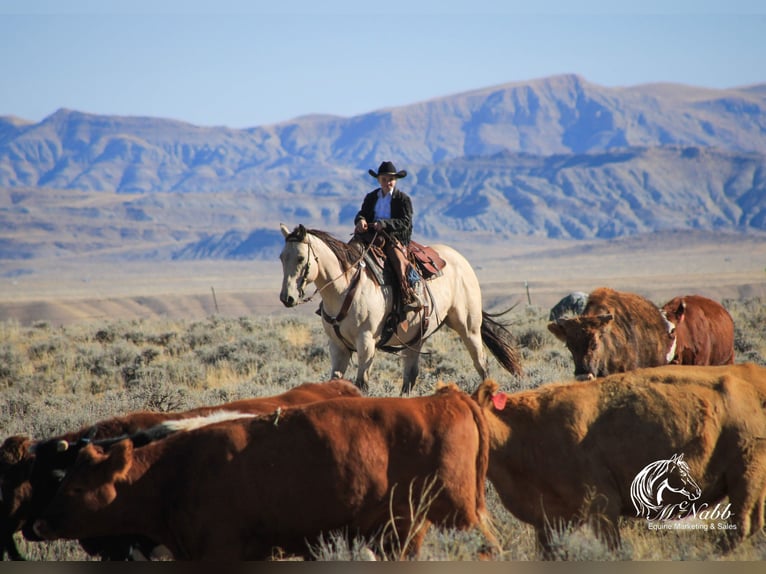 Arbeitspferd Mix Wallach 9 Jahre Buckskin in Cody