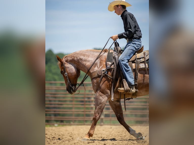 Arbeitspferd Mix Wallach 9 Jahre Roan-Red in Auburn