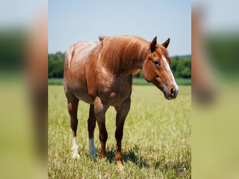 Arbeitspferd Mix Wallach 9 Jahre Roan-Red in Auburn