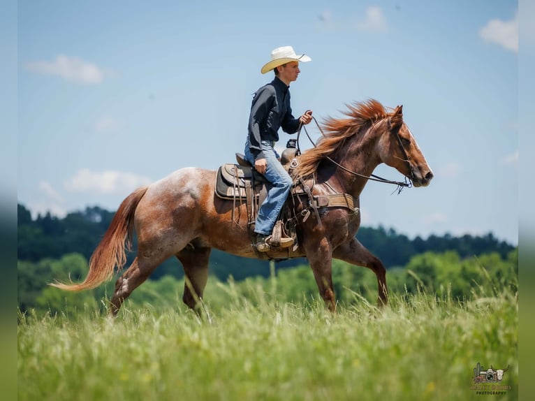 Arbeitspferd Mix Wallach 9 Jahre Roan-Red in Auburn