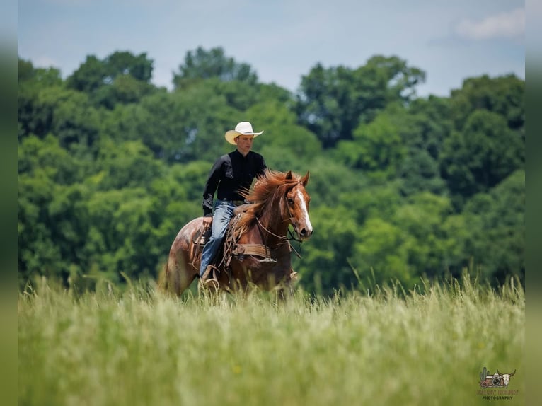Arbeitspferd Mix Wallach 9 Jahre Roan-Red in Auburn