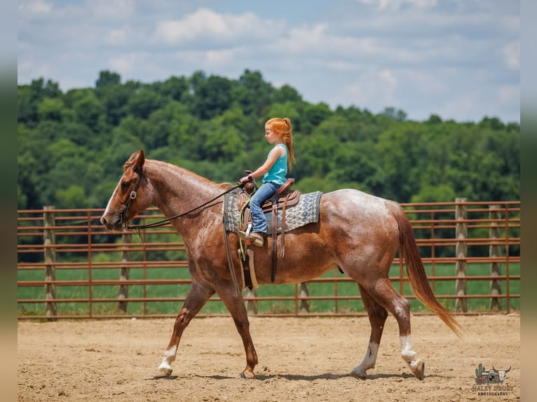 Arbeitspferd Mix Wallach 9 Jahre Roan-Red in Auburn