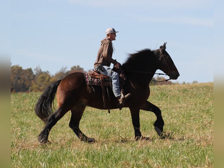 Arbeitspferd Wallach 9 Jahre Rotbrauner in Whitley city Ky