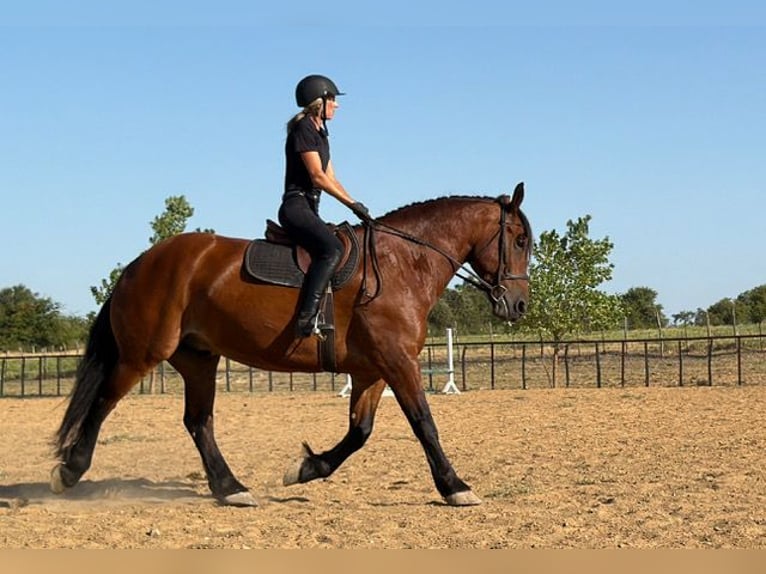 Arbeitspferd Mix Wallach 9 Jahre Rotbrauner in Weatherford