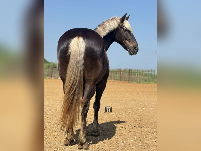 Arbeitspferd Mix Wallach 9 Jahre  in Weatherford