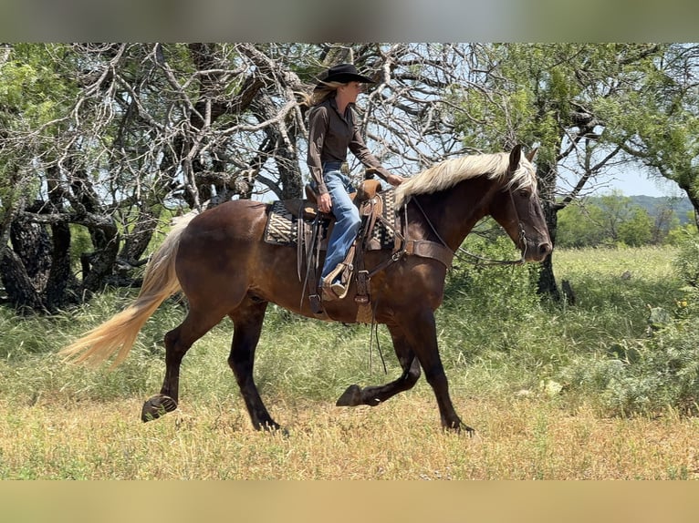Arbeitspferd Mix Wallach 9 Jahre  in Weatherford