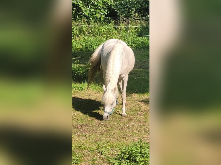 Arden polski Mix Klacz 21 lat 130 cm Siwa in Dietzenbach