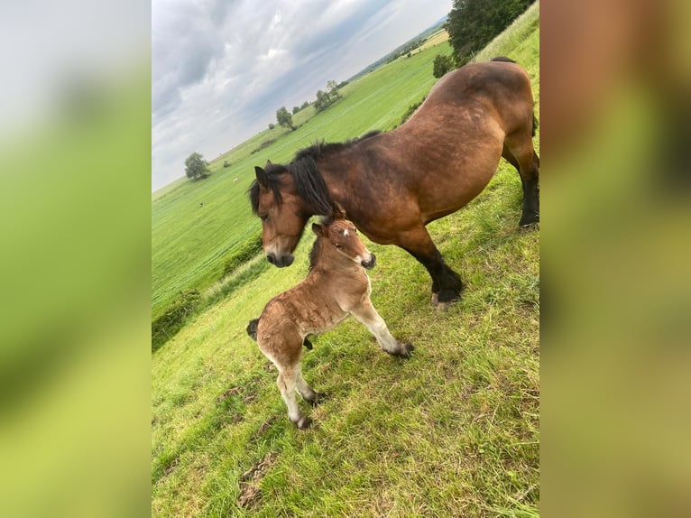 Ardennais Étalon 1 Année 155 cm Bai in Merzkirchen