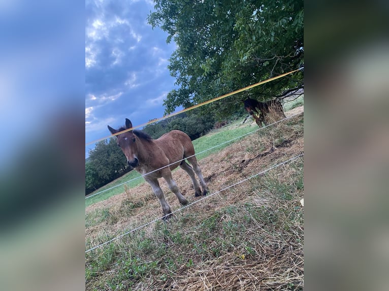 Ardennais Étalon 1 Année 155 cm Bai in Merzkirchen