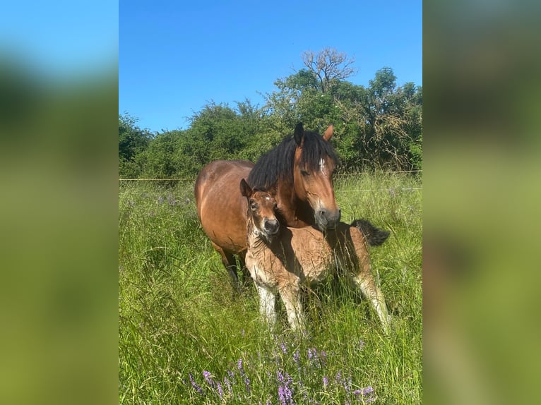 Ardennais Étalon 1 Année 155 cm Bai in Merzkirchen