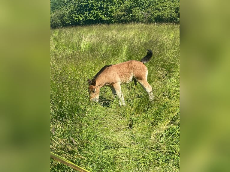 Ardennais Étalon 1 Année 155 cm Bai in Merzkirchen