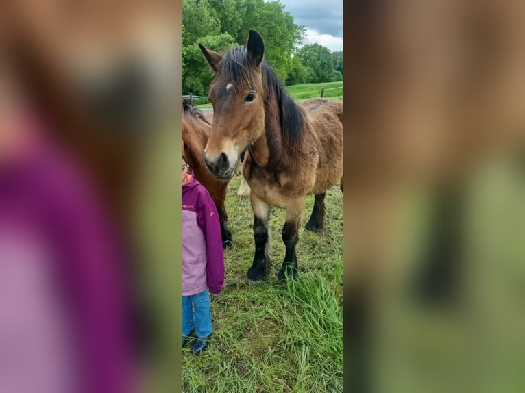 Ardennais Étalon 1 Année 155 cm Bai in Merzkirchen