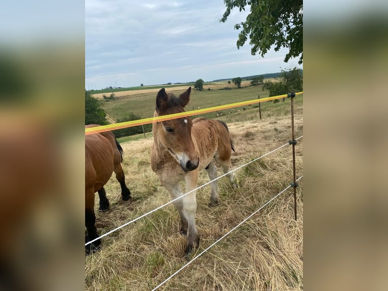 Ardennais Étalon 1 Année 155 cm Bai in Merzkirchen