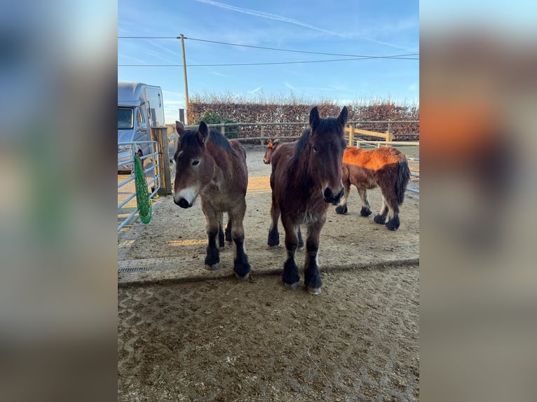 Ardennais Étalon 1 Année 155 cm Bai in Daleiden