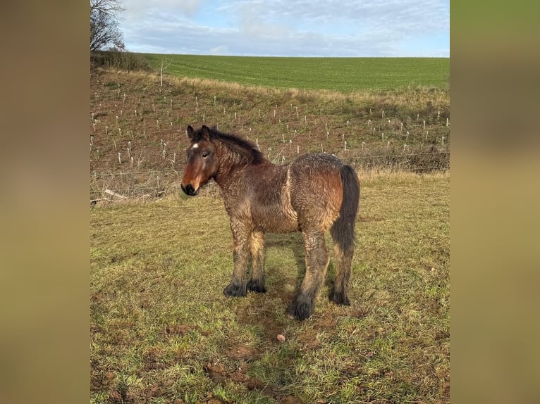 Ardennais Étalon 1 Année 155 cm Bai in Daleiden