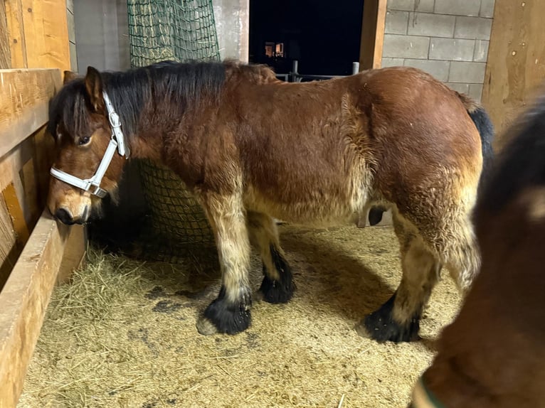 Ardennais Étalon 1 Année 157 cm Bai in Daleiden