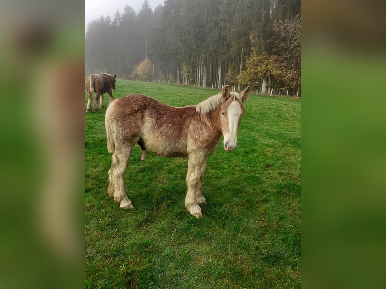 Ardennais Étalon 1 Année Alezan in Berle