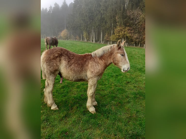 Ardennais Étalon 1 Année Alezan in Berle