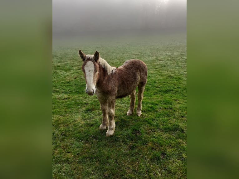 Ardennais Étalon 1 Année Alezan in Berle