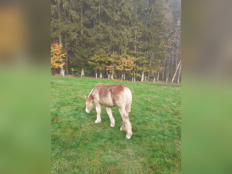 Ardennais Étalon 1 Année Alezan in Berle