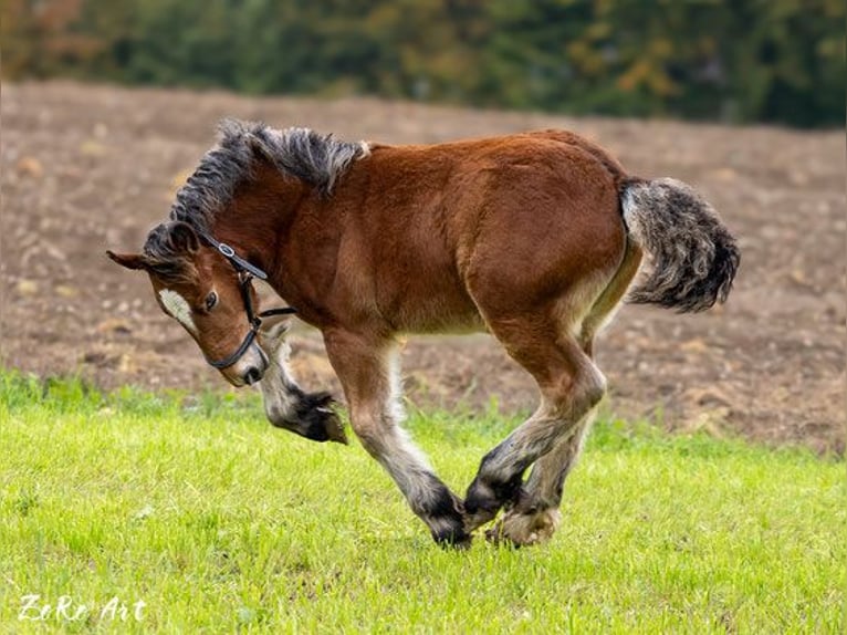 Ardennais Étalon 1 Année Bai in Affoltern im Emmental