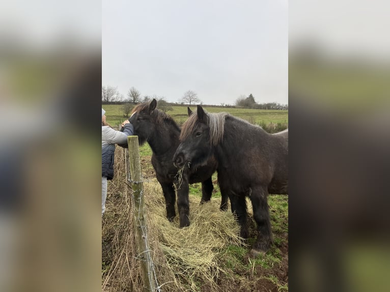 Ardennais Étalon 1 Année Rouan bleu in Büllingen