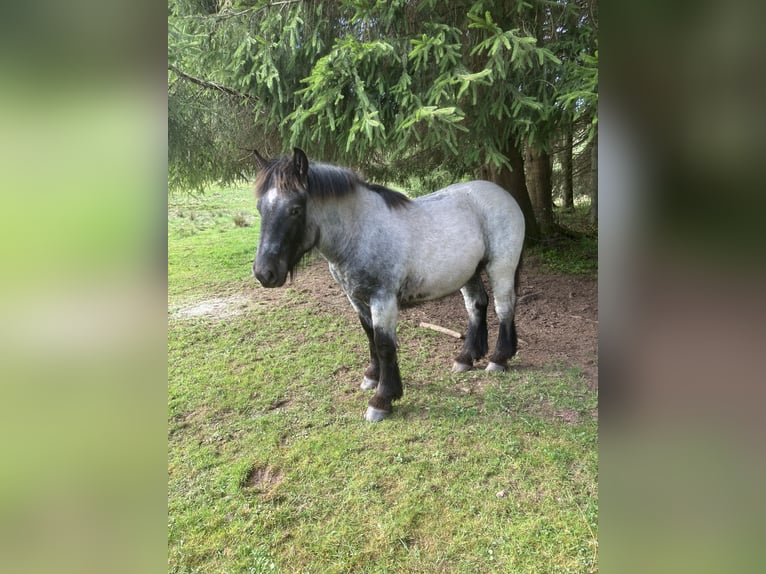Ardennais Étalon 1 Année Rouan bleu in Büllingen
