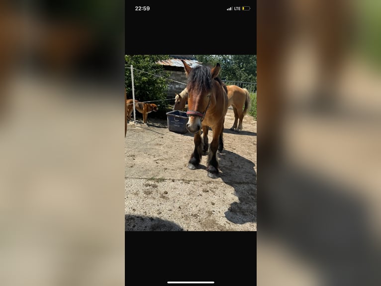 Ardennais Étalon 2 Ans 150 cm Bai in Rittersdorf