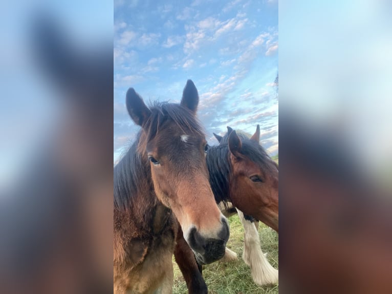 Ardennais Étalon 2 Ans 155 cm Bai in Merzkirchen