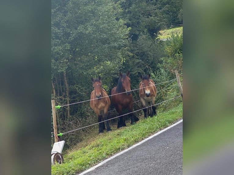 Ardennais Étalon 2 Ans 155 cm Bai in Merzkirchen