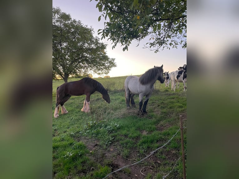 Ardennais Étalon 3 Ans 160 cm Rouan bleu in Gentingen