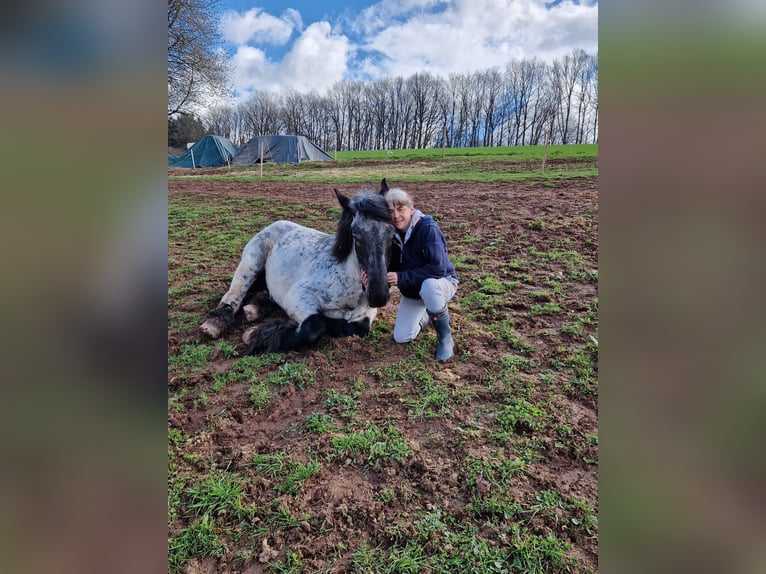 Ardennais Étalon 3 Ans 160 cm Rouan bleu in Gentingen