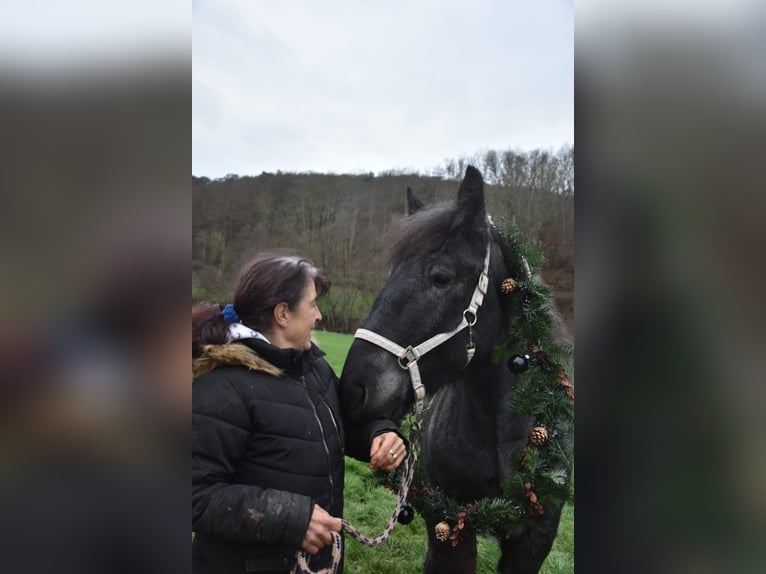 Ardennais Étalon 3 Ans 160 cm Rouan bleu in Gentingen