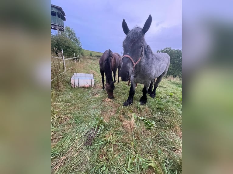 Ardennais Étalon 3 Ans 160 cm Rouan bleu in Gentingen